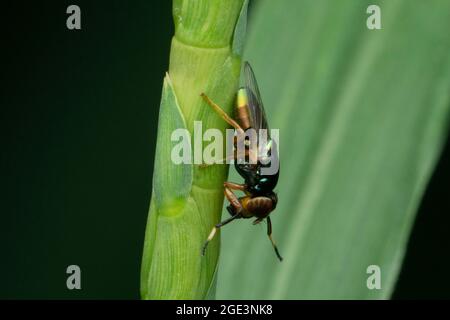 Fruchtfliege, Drosophila pseudoobscura, Satara, Maharashtra, Indien, Stockfoto