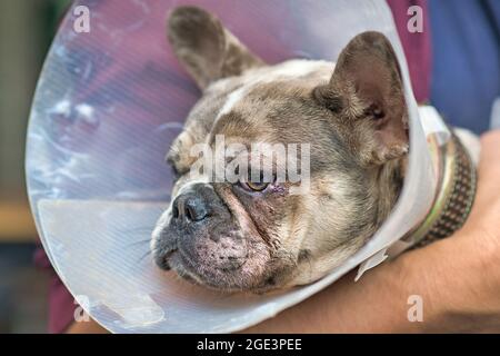 Hundeauge mit Verletzung mit Stichen am unteren Augenlid auf Merle French Bulldog mit Schutzkegel Stockfoto