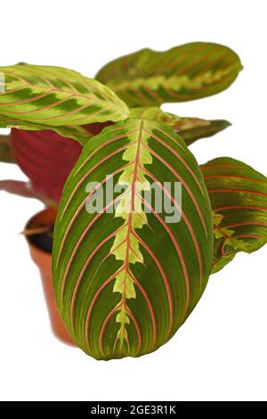 Blatt der exotischen 'Maranta Leuconeura Fascinator' Pflanze in Blumentopf isoliert auf weißem Hintergrund Stockfoto