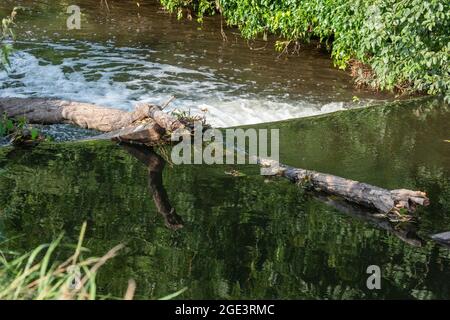 Detritus im Fluss Crane, ein großer gebrochener Baum Ast klebte auf der wier, was zu einer Blockade und Gefahr. Stockfoto