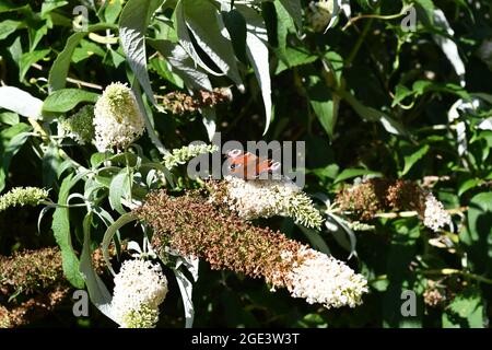 Ein Pfauenfalter, der an einem Sommernachmittag in einem englischen Landgarten den Pollen aus einer weißen Buddleia extrahiert Stockfoto