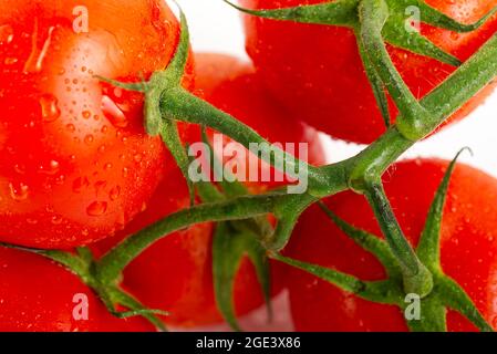 Rote reife Tomate aus nächster Nähe. Tomaten verzweigen isoliert auf weiß. Stockfoto