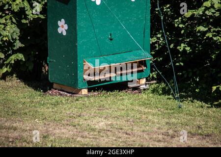 Hölzerner Bienenstock auf der Wiese mit Bienen, die umherschwirren Stockfoto