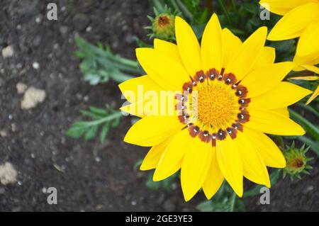 Draufsicht auf gelbe Gazania Blume oder afrikanische Gänseblümchen im Sommergarten Stockfoto