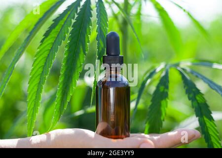 CBD-Hanföl in einer schwarzen Glasflasche Hanfölextrakt in Glasflaschen, medizinisches Cannabiskonzept. Stockfoto