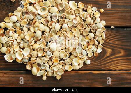 Muscheln auf hölzernen Hintergrund Stockfoto