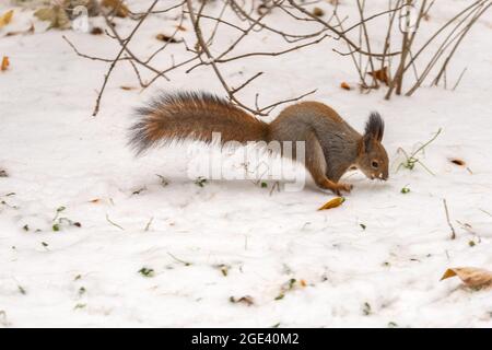 Im Winterwald läuft das Eichhörnchen schnell durch den weißen Schnee. Eurasisches Rothörnchen, Sciurus vulgaris Stockfoto