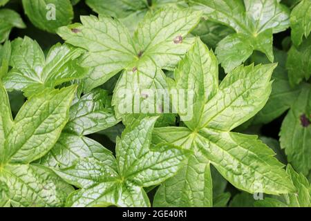 Geknotete Cranesbill, Geranium nodosum Variety Whiteleaf, glänzende fünf gelappte Blätter aus nächster Nähe. Stockfoto