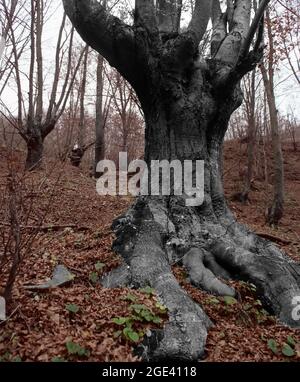 Buche im Wald im Herbst, Osteuropa Stockfoto
