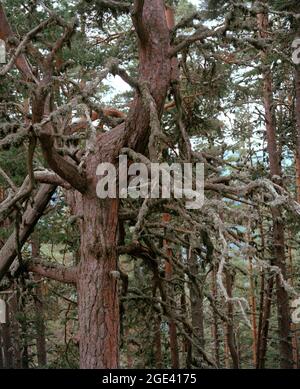Alter Baum in einem launischen Wald, moosbedeckte Kiefer, Rila Berg, Balkan, Bulgarien Stockfoto
