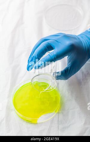 Labortechniker testet, Assistenzhand in blauen Handschuhen hält die Testflüssigkeit in einer Glasschale, tropft in die Petrischale, Nahaufnahme des Labors Stockfoto