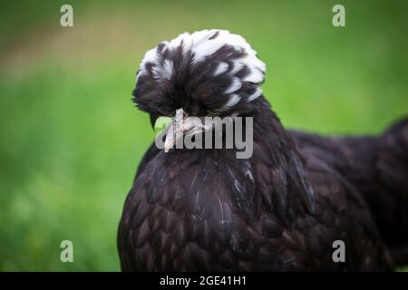 Schwarze Hähnchenhenne Stockfoto