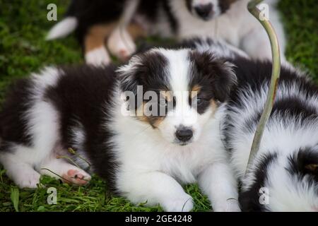Australian Shepherd Welpen Stockfoto