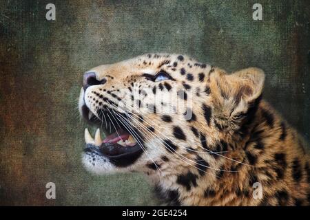 Junger erwachsener Amur Leopard. Eine Leopardenart, die im Südosten Russlands und im Nordosten Chinas beheimatet ist und als vom Aussterben bedroht eingestuft wird. Verarbeitete t Stockfoto