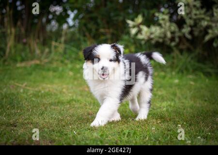 Australian Shepherd Welpen laufen Stockfoto