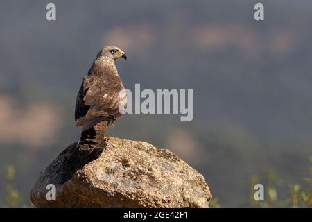 Schwarzer Drachen, Talavera de la Reina, Spanien, Juli 2021 Stockfoto