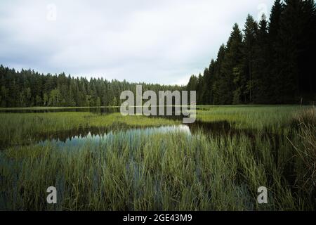 Waldsee mit Schilf- und Tannenbäumen Stockfoto