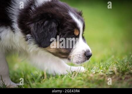 Australian Shepherd Welpen Stockfoto