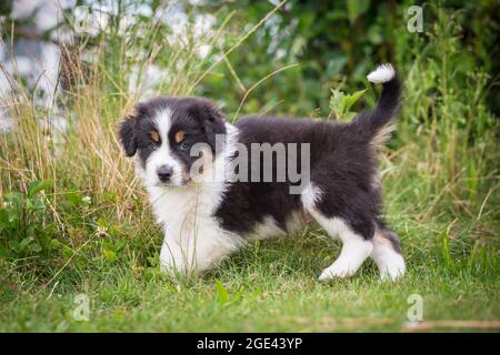 Australian Shepherd Welpen zu Fuß Stockfoto