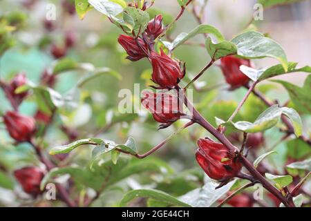 Frische rote Roselle-Früchte oder Jamaika-Sauerampfer (Hibiscus sabdariffa) mit grünen Blättern, die im Garten wachsen Stockfoto