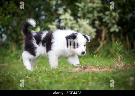 Australian Shepherd Welpen zu Fuß Stockfoto
