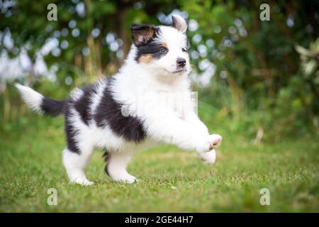Australian Shepherd Welpen laufen Stockfoto