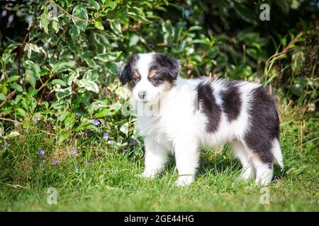 Australian Shepherd Welpen stehen Stockfoto
