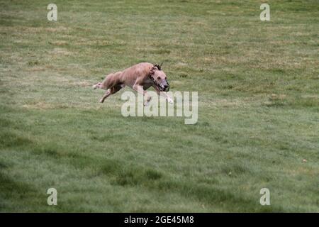 Ein Lurcher jagt einen Köder in einem Hunderennen. Stockfoto