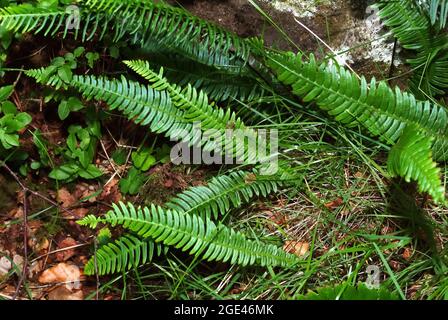 Hartfarn, Hirschfarn, Rippenfarn, struthiopteris spicant, Blechnum spicant, erdei bordapáfrány, Europa Stockfoto