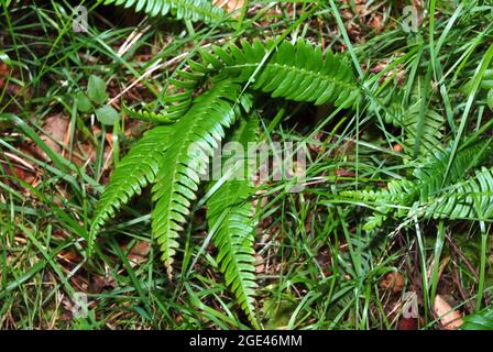 Hartfarn, Hirschfarn, Rippenfarn, struthiopteris spicant, Blechnum spicant, erdei bordapáfrány, Europa Stockfoto