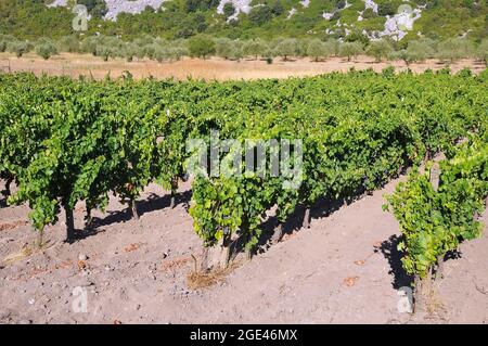 Weinrebe, bortermő szőlő, Vitis vinifera, Europa Stockfoto