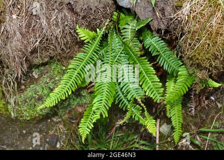 Hartfarn, Hirschfarn, Rippenfarn, struthiopteris spicant, Blechnum spicant, erdei bordapáfrány, Europa Stockfoto