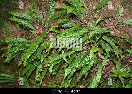 Hartfarn, Hirschfarn, Rippenfarn, struthiopteris spicant, Blechnum spicant, erdei bordapáfrány, Europa Stockfoto