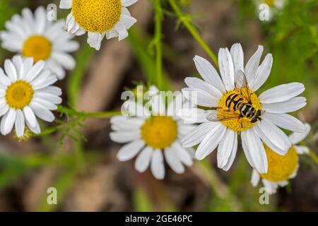 Deadhead Hoverfly / Batman Hoverfly (Myathropa florea) Weibchen, die sich im Sommer mit Nektar von wilder Kamille (Matricaria chamomilla) in Blüte ernährt Stockfoto