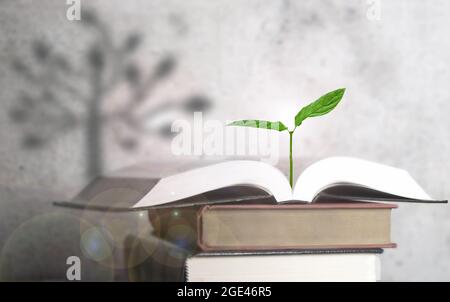 Pflanzen Sie den Sämling aus einem offenen Buch mit Baumschatten im Hintergrund Stockfoto