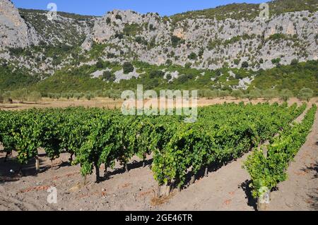 Weinrebe, bortermő szőlő, Vitis vinifera, Europa Stockfoto