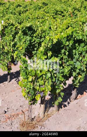 Weinrebe, bortermő szőlő, Vitis vinifera, Europa Stockfoto