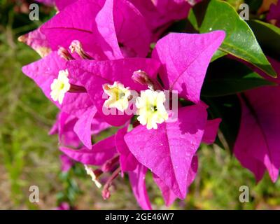 Kleine Bougainvillea oder Papierblume, Kahle Drillingsblume, Bougainvillea glabra, murvafürt, Europa Stockfoto