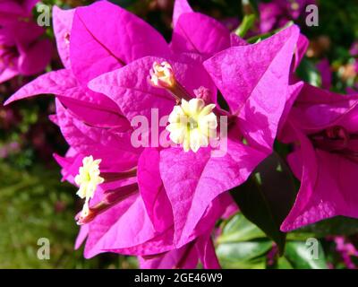 Kleine Bougainvillea oder Papierblume, Kahle Drillingsblume, Bougainvillea glabra, murvafürt, Europa Stockfoto