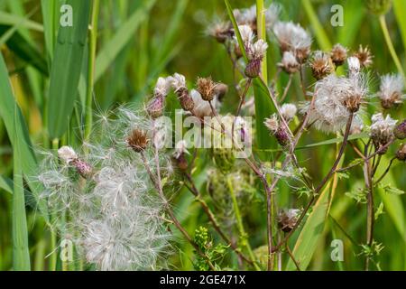 Samen und Saatköpfe / Saatköpfe der kriechenden Distel / Felddistel / Kanadadistel (Cirsium arvense) im Sommer Stockfoto