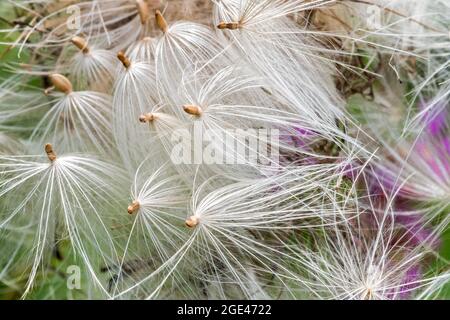 Pappus von Speerdistel / Stierdistel / gemeiner Distel (Cirsium vulgare / Cirsium lanceolatum) Samen im Sommer Stockfoto