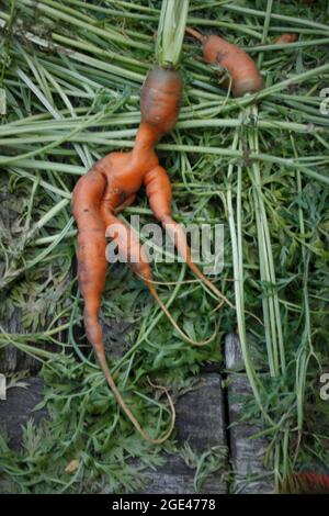 Hässliche Gartenkarotte auf dem Gartentisch Stockfoto