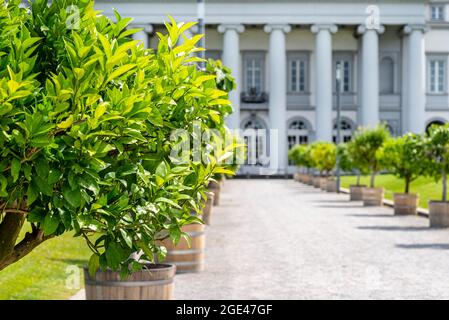 Der Eingang zum Anwesen ist mit Kieselsteinen auf der Straße und dekorativen Bäumen an den Seiten, Säulen eines großen Hauses im Hintergrund gesäumt. Stockfoto