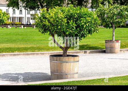 Der Eingang zum Anwesen ist mit Kieselsteinen auf der Straße und dekorativen Bäumen an den Seiten gesäumt, im Hintergrund eine Wiese. Stockfoto