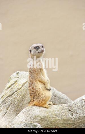 Erdmännchen steht. Vorsichtig Nagetier steht auf Hinterbeinen. Erdmännchen auf Hinterbeinen stehend. Porträt von Meerkat Suricata suricatta. Stockfoto