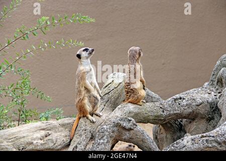 Erdmännchen stehen. Scheue Nagetiere, die auf Hinterbeinen stehen. Erdmännchen, die auf Hinterbeinen stehen. Porträts von Meerkat Suricata suricatta Stockfoto