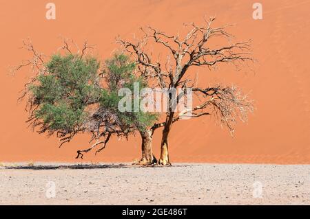Kameldornbaum, Vachellia erioloba, in der Namib-Wüste, Sossusvlei, Namibia, Afrika. Stockfoto