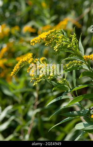 Italien, Lombardei, Kanada Goldenrod, Solidago Canadensis Stockfoto