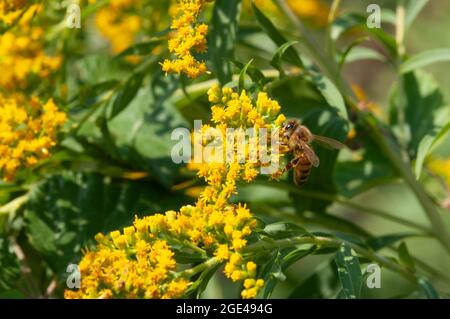 Italien, Lombardei, Bienensammlung Pollen auf Canada Goldenrod Flower Stockfoto