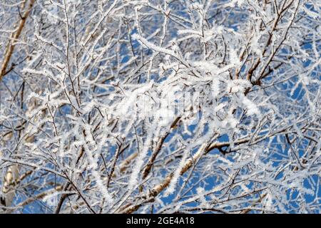 Die Zweige des Baumes sind mit Frost bedeckt Ein sonniger, kalter Wintertag Stockfoto